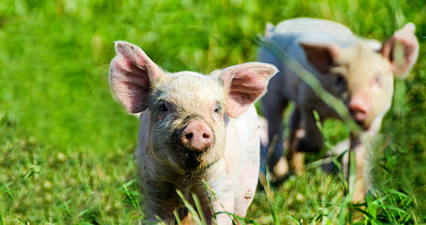 istock Organic Piglets in their enviroment looking at the photograper 486220334