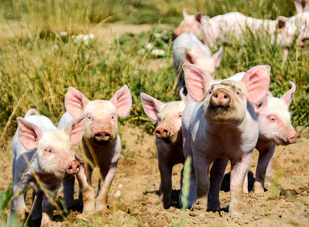 istock Organic piglets in a group looking at the photograper 486220354