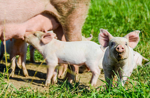 istock Piglets looking and getting nursed by their mother 486220360