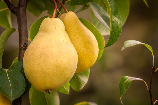 Fresh ripe yellow pears on a tree branch close up. The greenery surrounding the pears is verdant, and the background is out of focus.