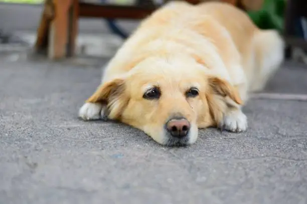 A mixed-breed dog is lying down, looking sleepy.