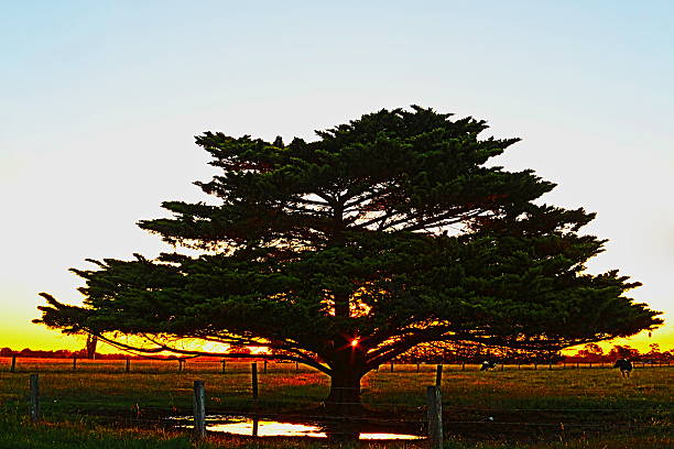 Lone Tree at sunset in Glengarry dairy in Victoria Australia Lone Tree at sunset in Glengarry dairy in Victoria Australia AUS glengarry cap stock pictures, royalty-free photos & images