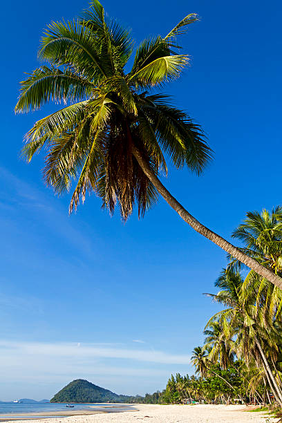 istock coconut on Thung Wua Lan Beach 486225704