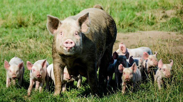istock Organic Sow with the piglets 486230342