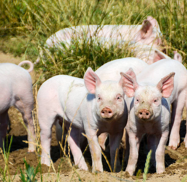 istock Piglets looking at the photograper 486230688