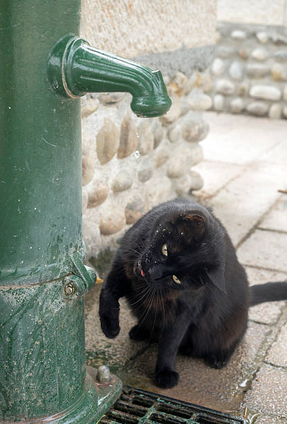 Domestic female cat drinking water from a cat fountain. Tabby cat, about 5 years old.