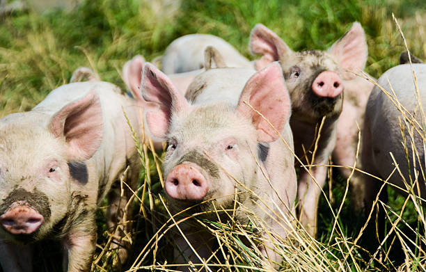 istock Organic Piglets in a group looking at the photograper 486237100