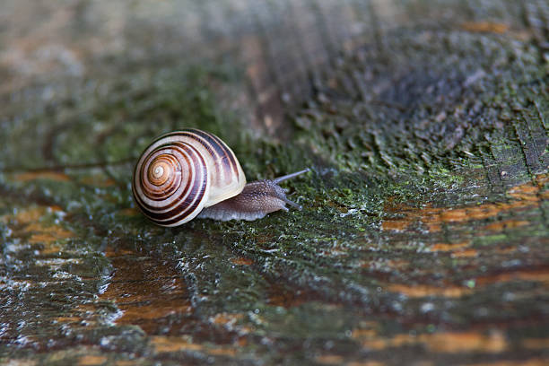 Snail on wood stock photo