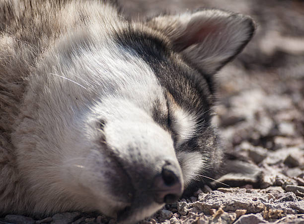 istock Dog Outdoors 486237627