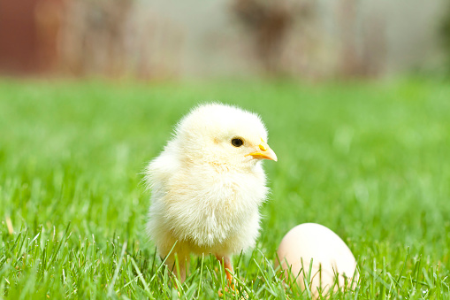 Easter chicken and egg on green grass