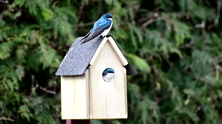 Tree Swallows Nest