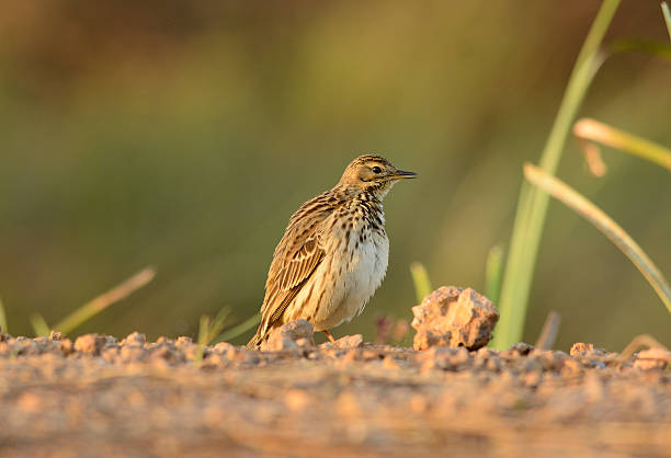 istock immature Red-throated Pipit (Anthus cervinus) 486239553
