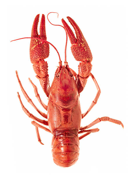 istock European crayfish - Astacus astacus 486241941