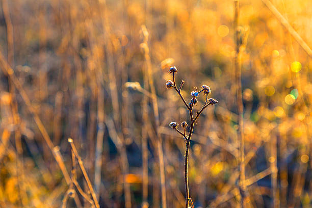 helado plantas en prado con retroiluminación en invierno - morning cereal plant fog corn crop fotografías e imágenes de stock