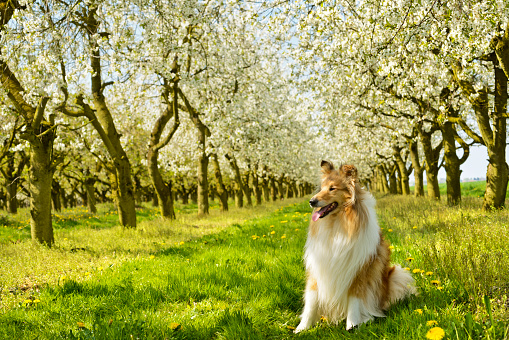 Collie is situated in a spring meadow, surrounded by butter flowers. Lined with blooming cherry trees.