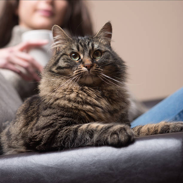 istock Young woman with her cat 486247600