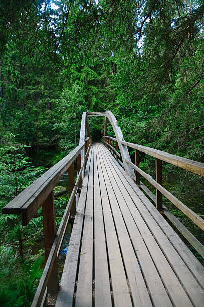 istock Wooden bridge in dense forest over Ahja river, Estonia 486247670