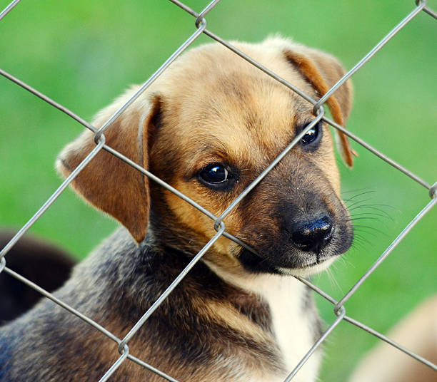 istock Cute puppy behind fence 486248994