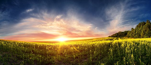 Wonderful rural scene of blooming rapeseed field on sunset