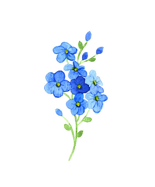 꽃 forget-me - botany illustration and painting single flower image stock illustrations