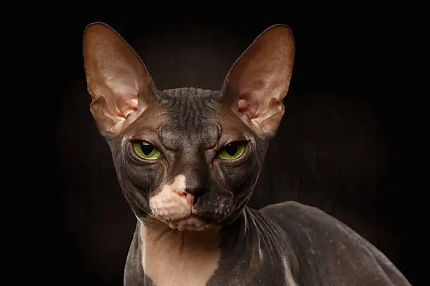 Closeup Portrait of Grumpy Sphynx Cat Front view on Black Background