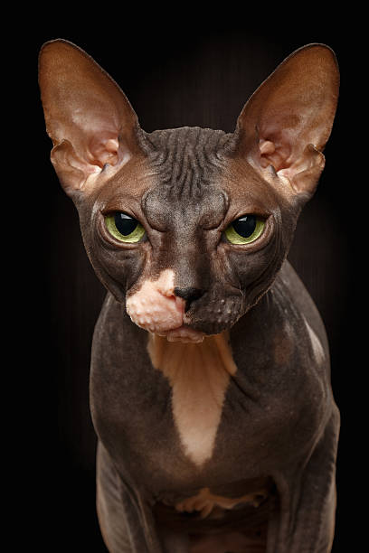 istock Closeup Portrait of Grumpy Sphynx Cat Front view on Black 486249728