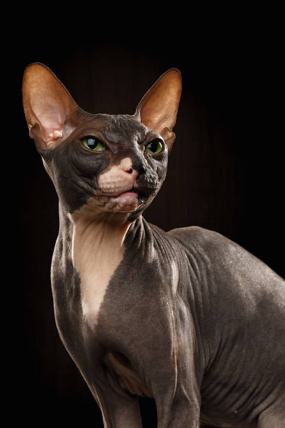 istock Closeup Portrait of Grumpy Sphynx Cat Front view on Black 486249810