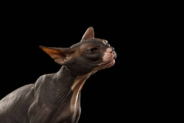 istock Closeup Portrait of stretches Sphynx Cat Front view on Black 486249820