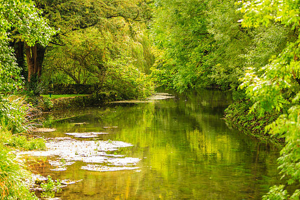 istock Summer park with river trees on the shore 486253306