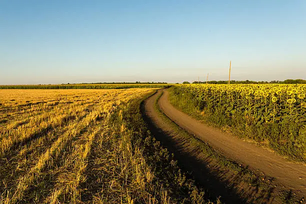 Photo of Countryside road through the fields