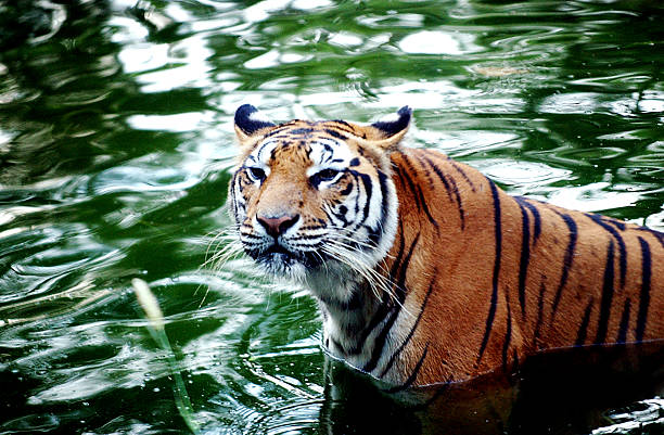 775 Sundarban Stock Photos, Pictures & Royalty-Free Images - iStock | Bangladesh, Sylhet, Sundarbans national park 775 Sundarban Stock Photos, Pictures & Royalty-Free Images - iStock | Bangladesh, Sylhet, Sundarbans national park