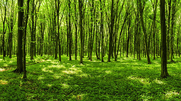 Panorama of spring forest stock photo