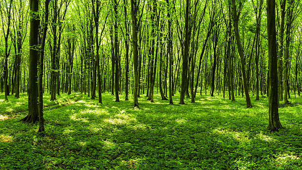 panorama de floresta de primavera - panoramic summer tree europe - fotografias e filmes do acervo