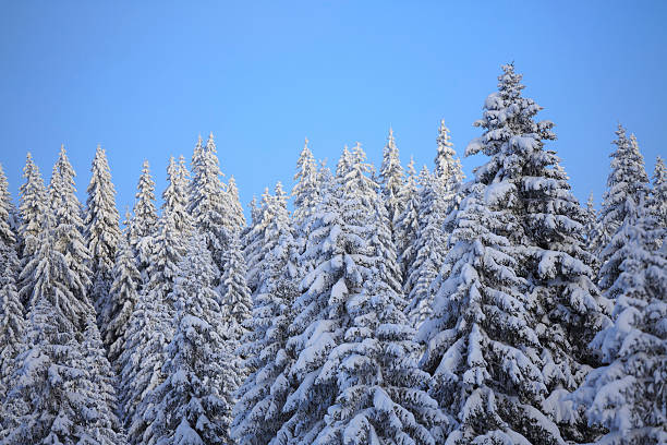 istock Fresh snow  Wintery coniferous forest snowy  tree  High mountain landscape 486255354