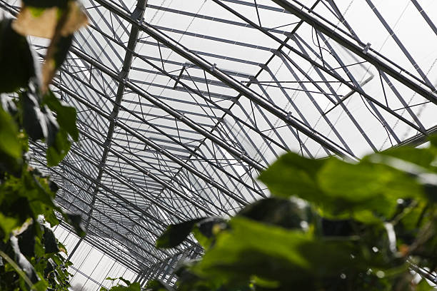 istock Commercial Greenhouse 486255634