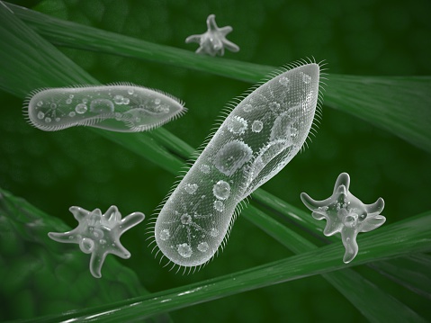Ciliates and amoeba microorganisms in their natural habitat