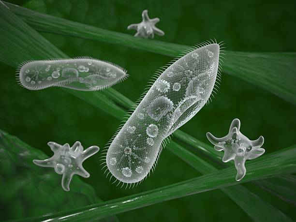 Single-celled micro-organisms in their natural habitat Ciliates and amoeba microorganisms in their natural habitat ciliophora stock pictures, royalty-free photos & images