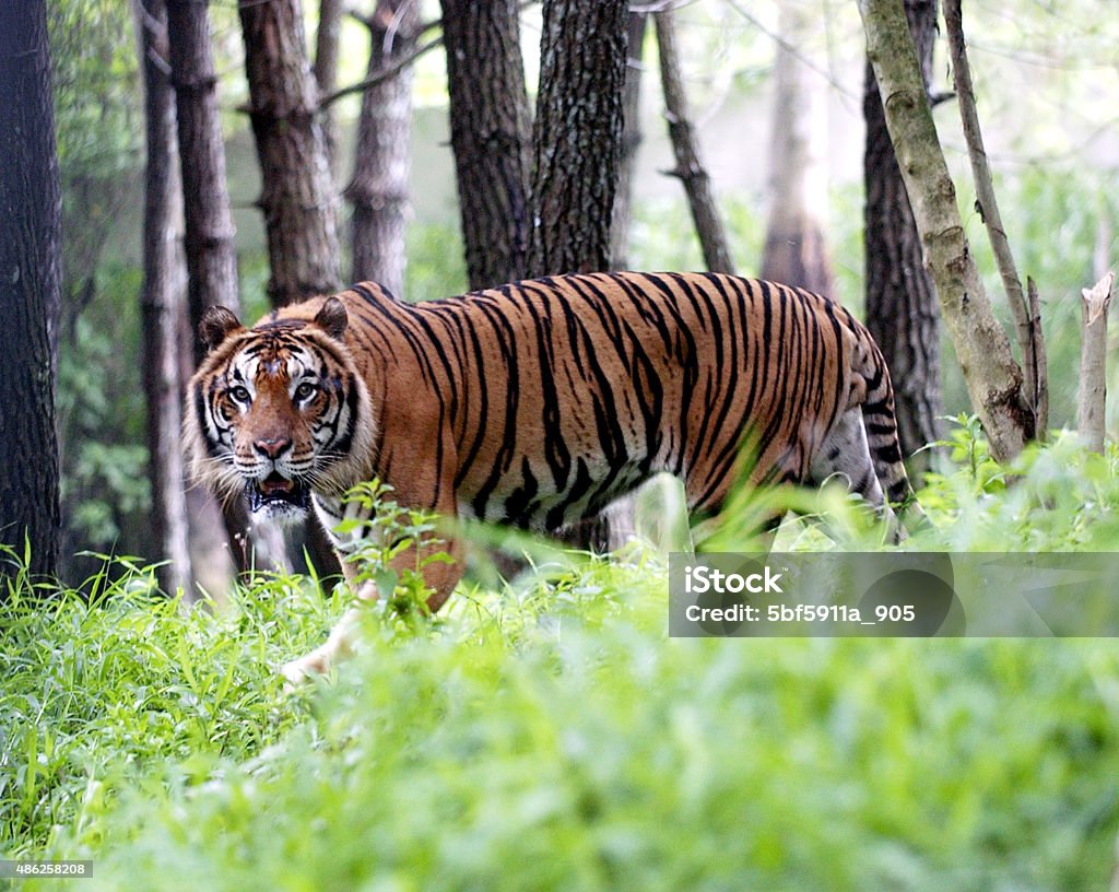 야생 호랑이 순다르반스에 대한 스톡 사진 및 기타 이미지 - 순다르반스, 인도-인도아 대륙, 2015년 - Istock