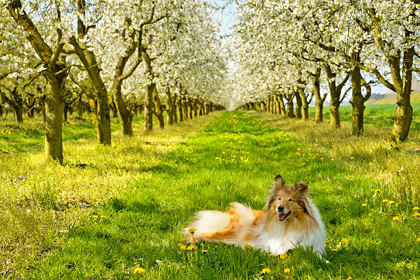 Red sable Sheltie stands with front paws on a tree in snowy forest against direct sunlight