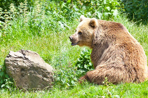A Eurasian Brown Bear sitting by a rock