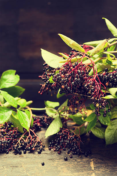 istock Ripening elderberries bunch on rustic table over dark wooden background 486259434