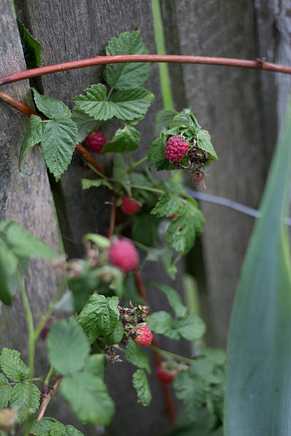 raspberries en la vid - raspberry berry vine berry fruit fotografías e imágenes de stock