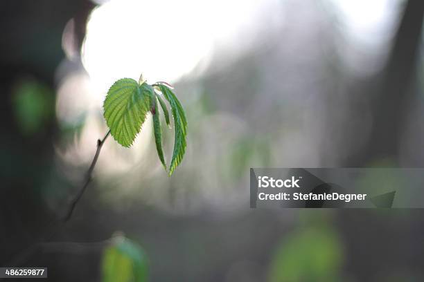 Leaves In The Spring Stock Photo - Download Image Now - Beauty In Nature, Beginnings, Branch - Plant Part