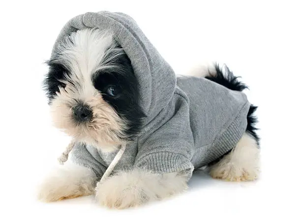 Photo of dressed puppy shitzu