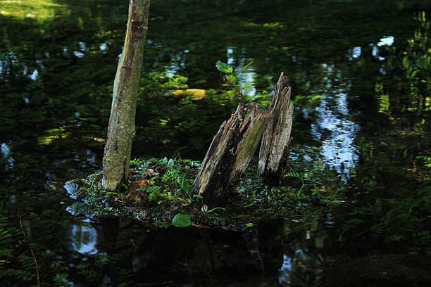 дерево у озера - landscape tree field solitude стоковые фото и изображения