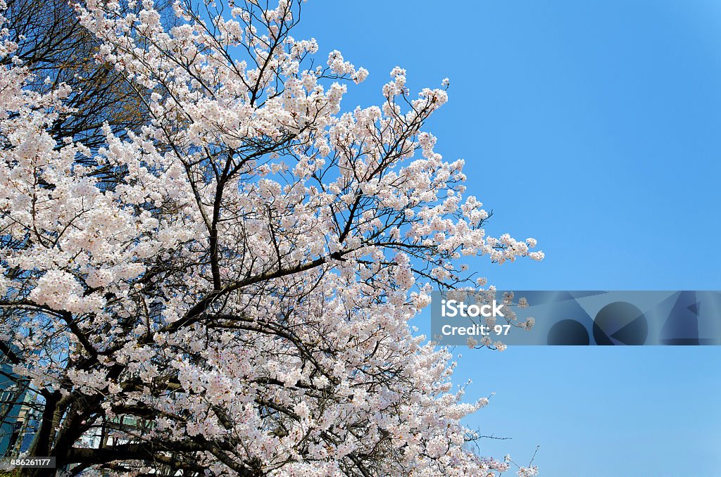 sakura sakura  Beauty Stock Photo