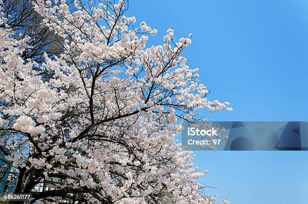 Sakura Stock Photo - Download Image Now - Beauty, Blossom, Blue