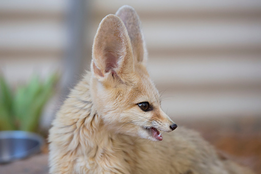Africa's fennec fox