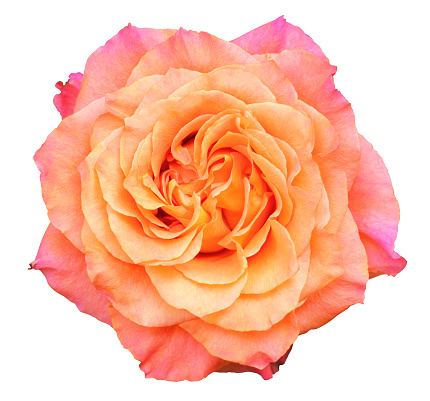 Rose isolated on white background.