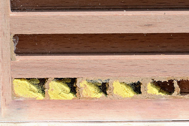nest de wild abelha osmia bicornis com pólen und ovos - bicornis imagens e fotografias de stock